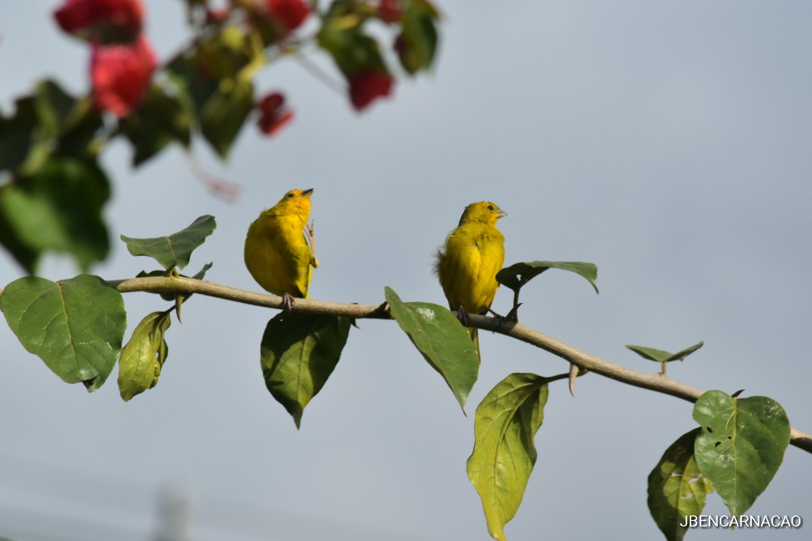 Nikon D5600 sample photo. Couple photography