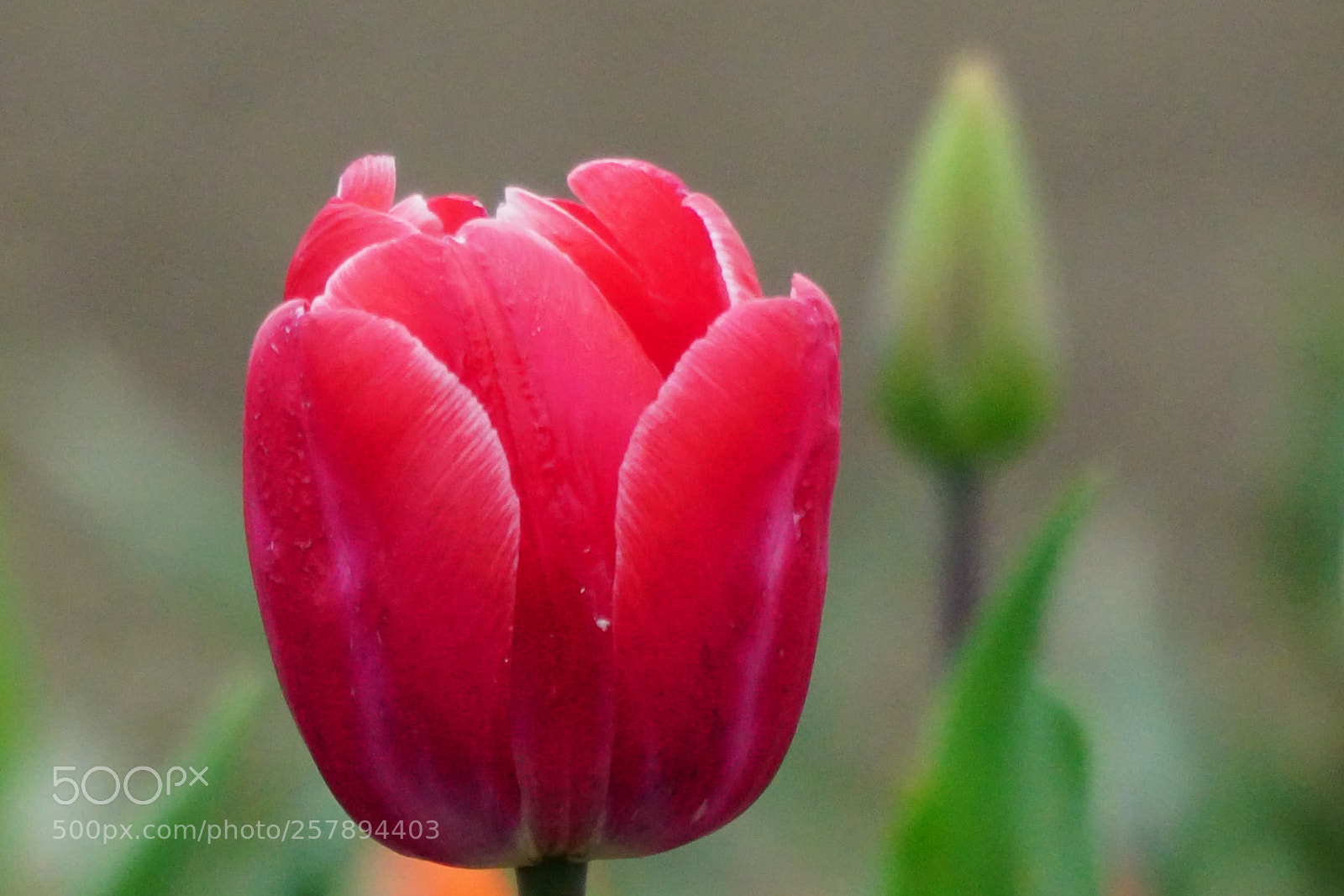 Sony a6500 sample photo. Tulip life photography