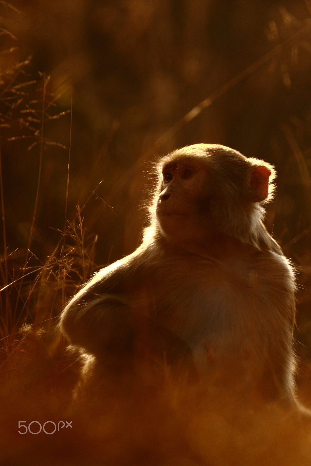 Canon EOS 7D Mark II sample photo. Pensive photography