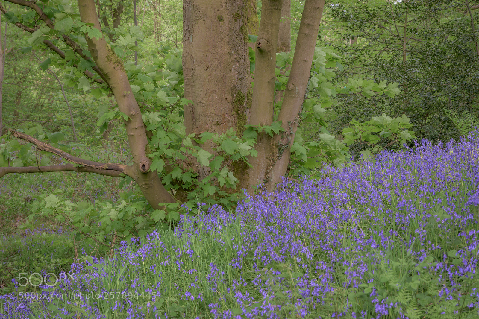 Nikon D7200 sample photo. Bluebells, hullock bank, jackson photography