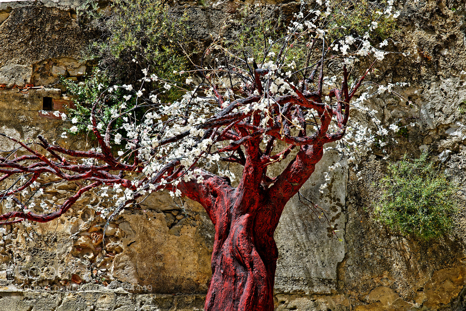 Sony a7R sample photo. The magic tree photography