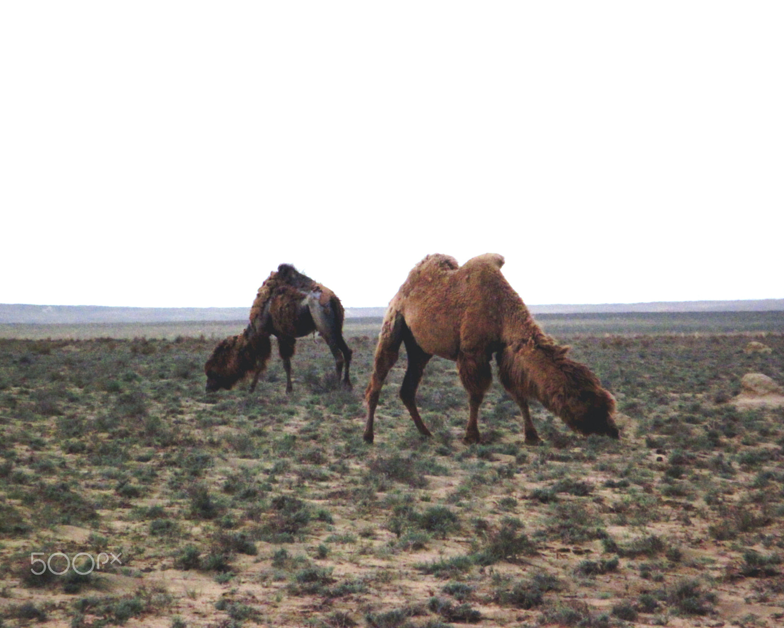 Canon PowerShot A2100 IS sample photo. Camels photography
