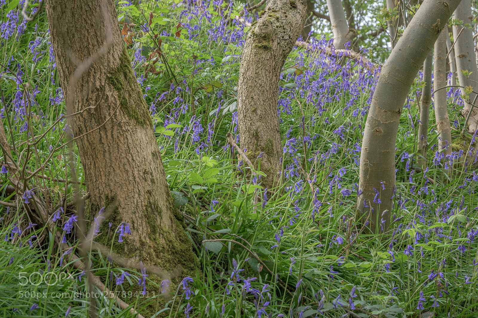 Nikon D7200 sample photo. Bluebells, hullock bank, jackson photography