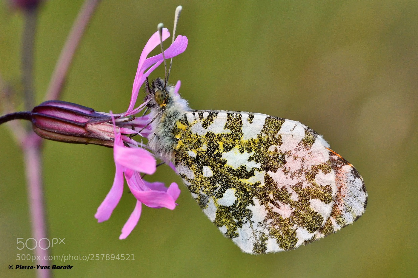 Nikon D500 sample photo. Orange tip photography