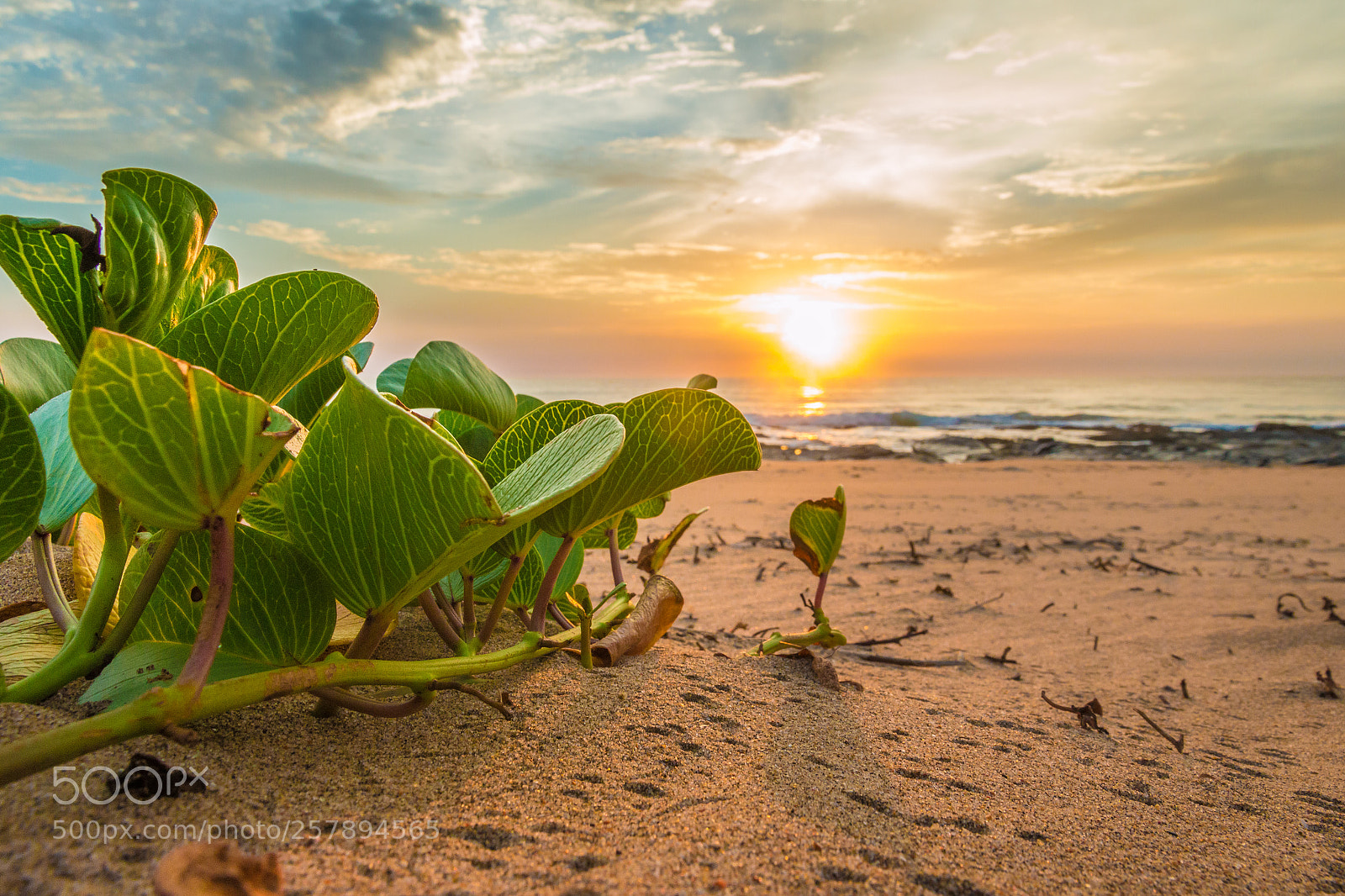 Canon EOS 70D sample photo. Reach to the sun photography
