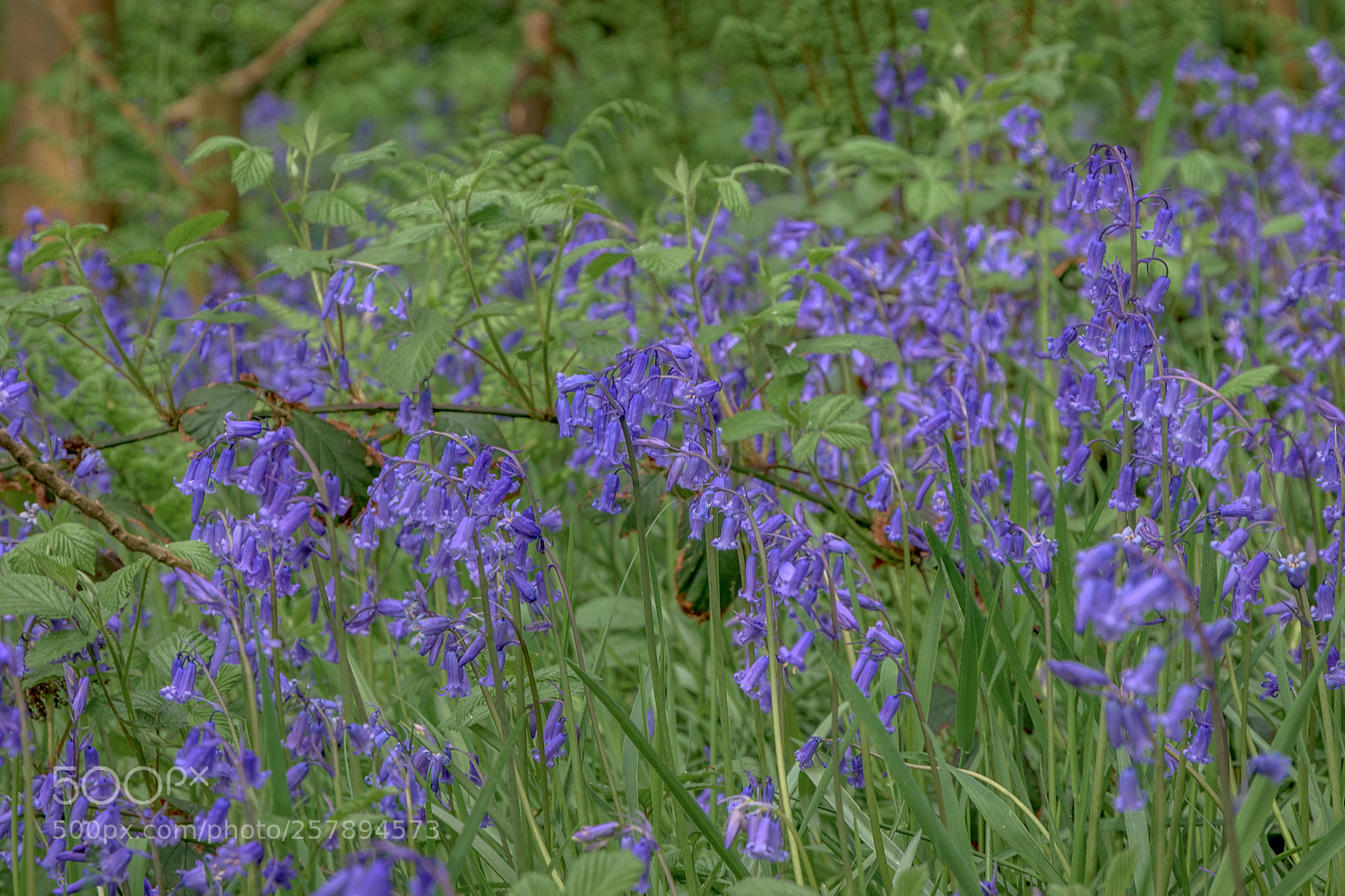 Nikon D7200 sample photo. Bluebells, hullock bank, jackson photography