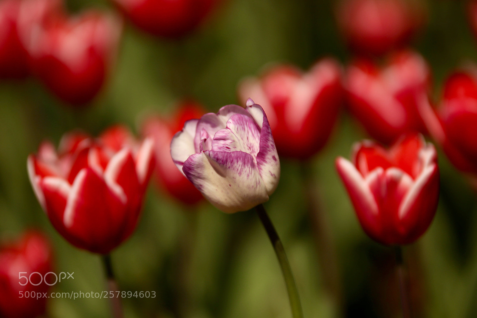 Canon EOS 6D sample photo. The pink tulip  photography
