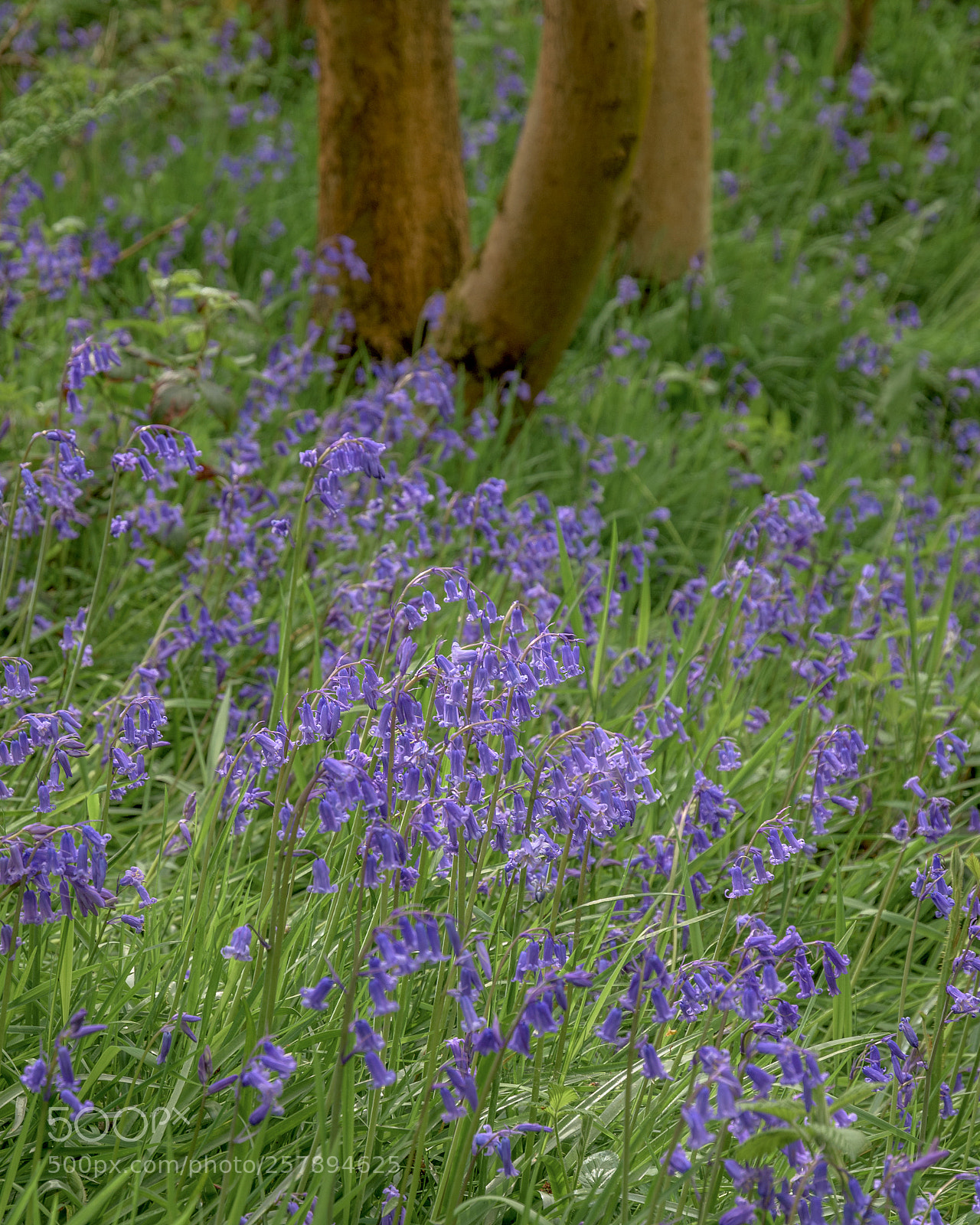 Nikon D7200 sample photo. Bluebells, hullock bank, jackson photography