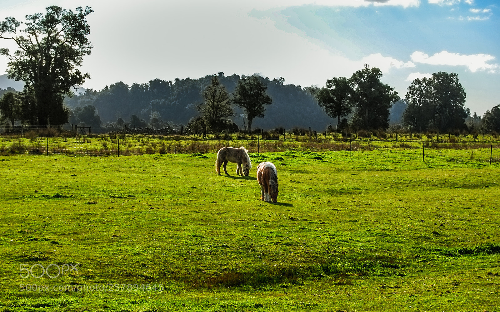 Nikon D40X sample photo. Motif from new zealand photography