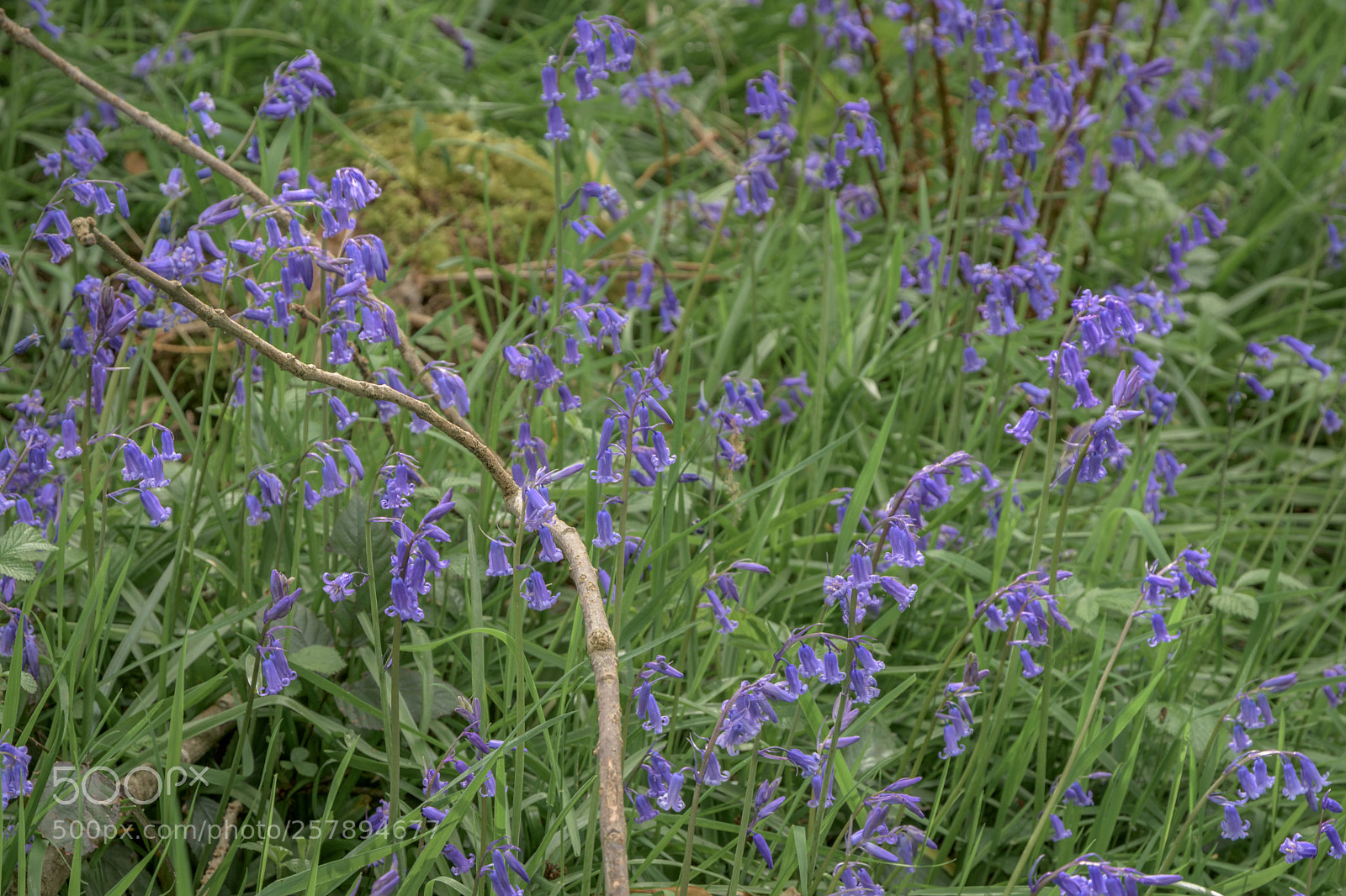 Nikon D7200 sample photo. Bluebells, hullock bank, jackson photography