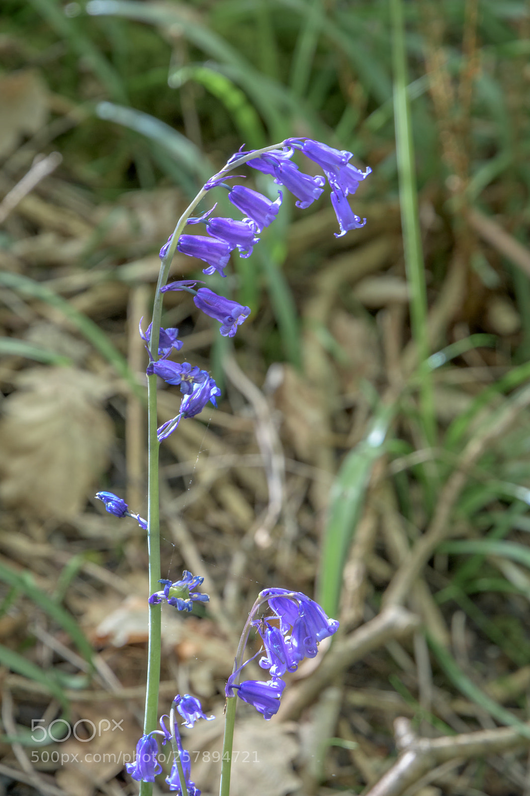 Nikon D7200 sample photo. Bluebells, hullock bank, jackson photography