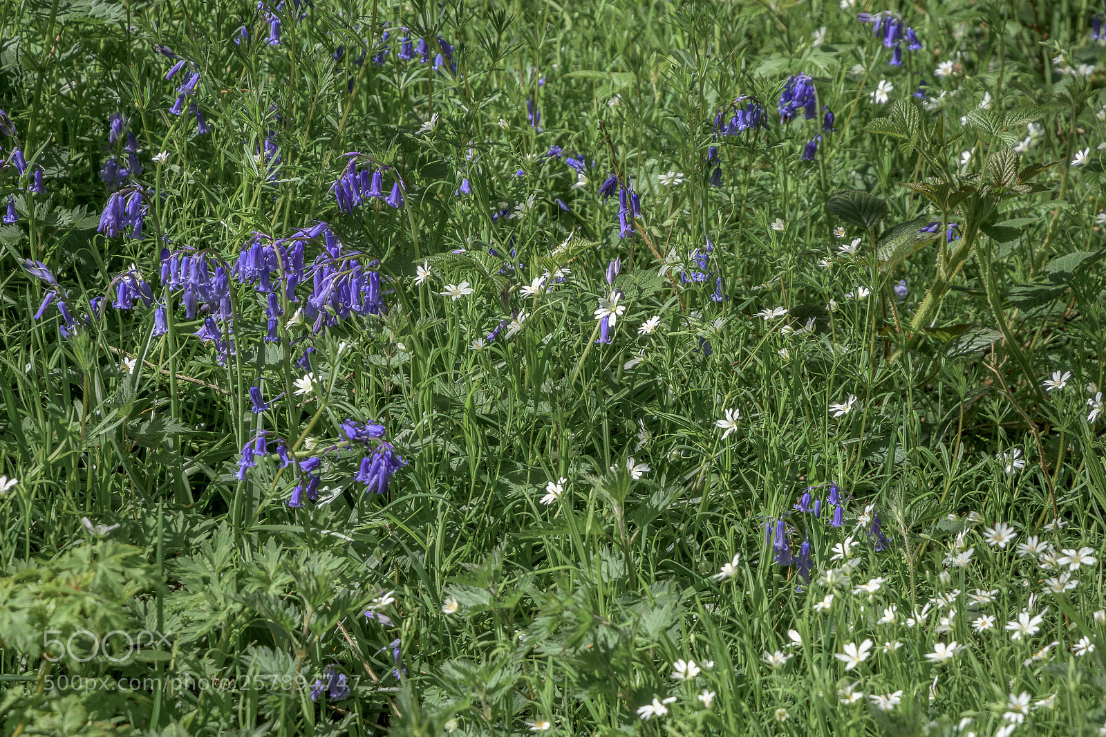 Nikon D7200 sample photo. Bluebells and great stitchwort photography