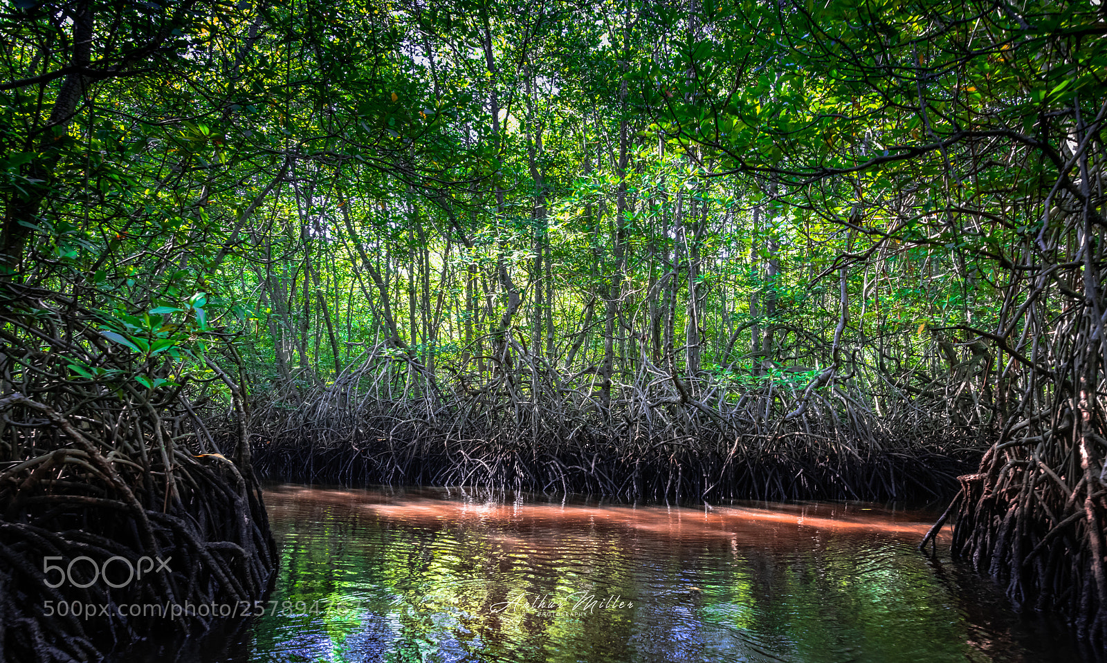 Nikon D850 sample photo. Mangrove forest  photography