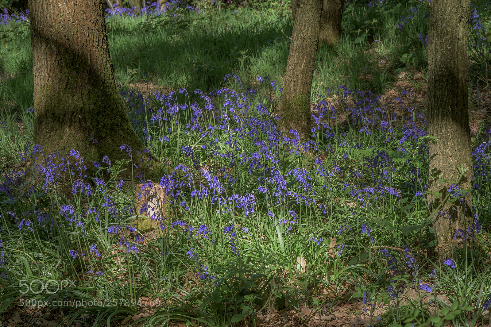 Nikon D7200 sample photo. Bluebells, carr wood, jackson photography