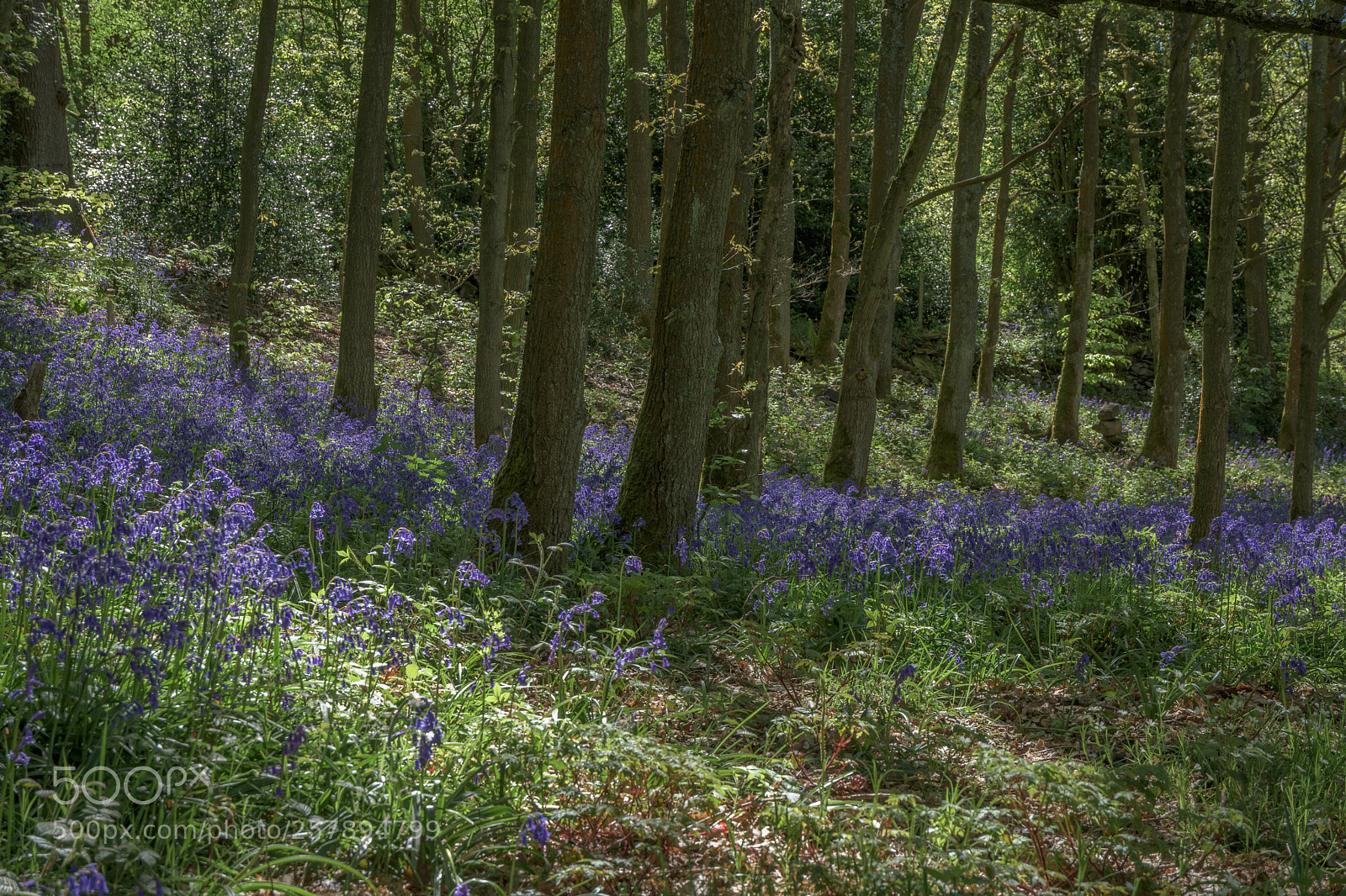 Nikon D7200 sample photo. Bluebells, carr wood, jackson photography