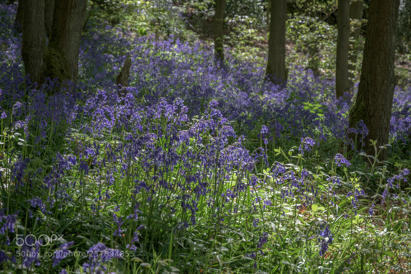 Nikon D7200 sample photo. Bluebells, carr wood, jackson photography