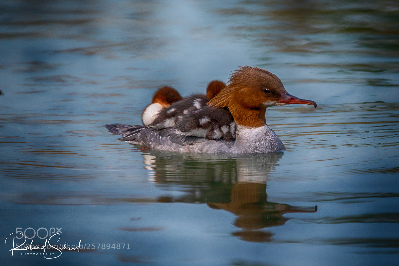 Canon EOS 5D Mark IV sample photo. Goosander with offspring photography