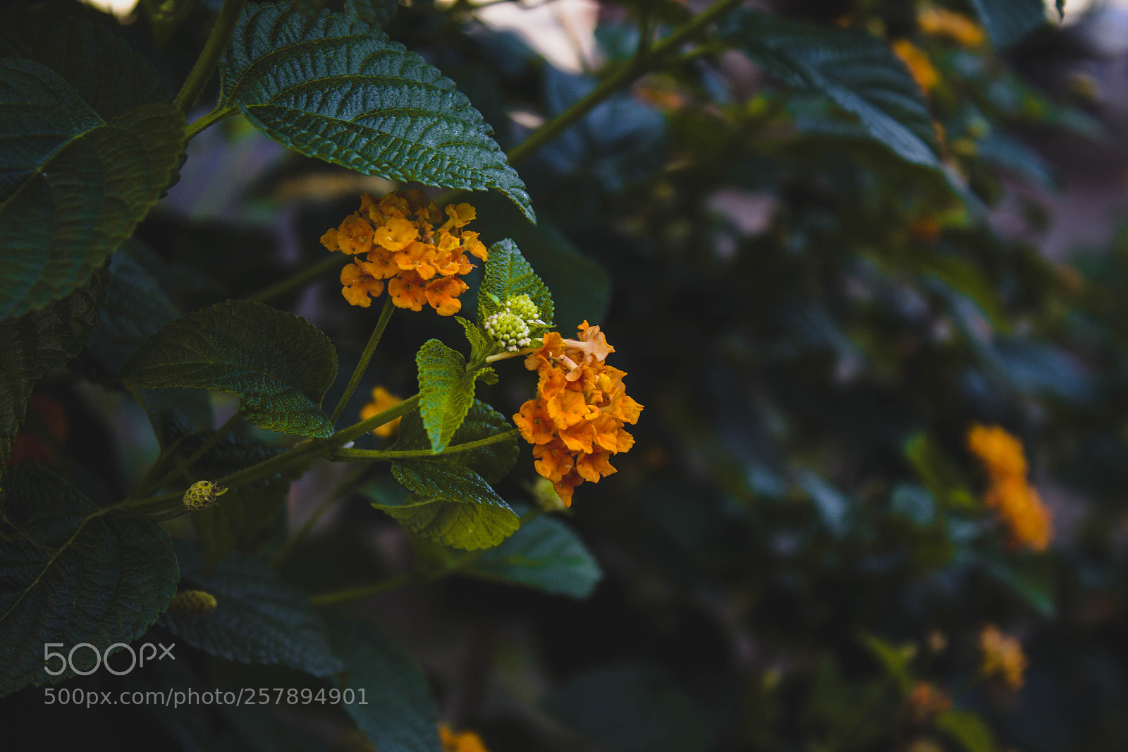 Canon EOS 1200D (EOS Rebel T5 / EOS Kiss X70 / EOS Hi) sample photo. Jardim photography