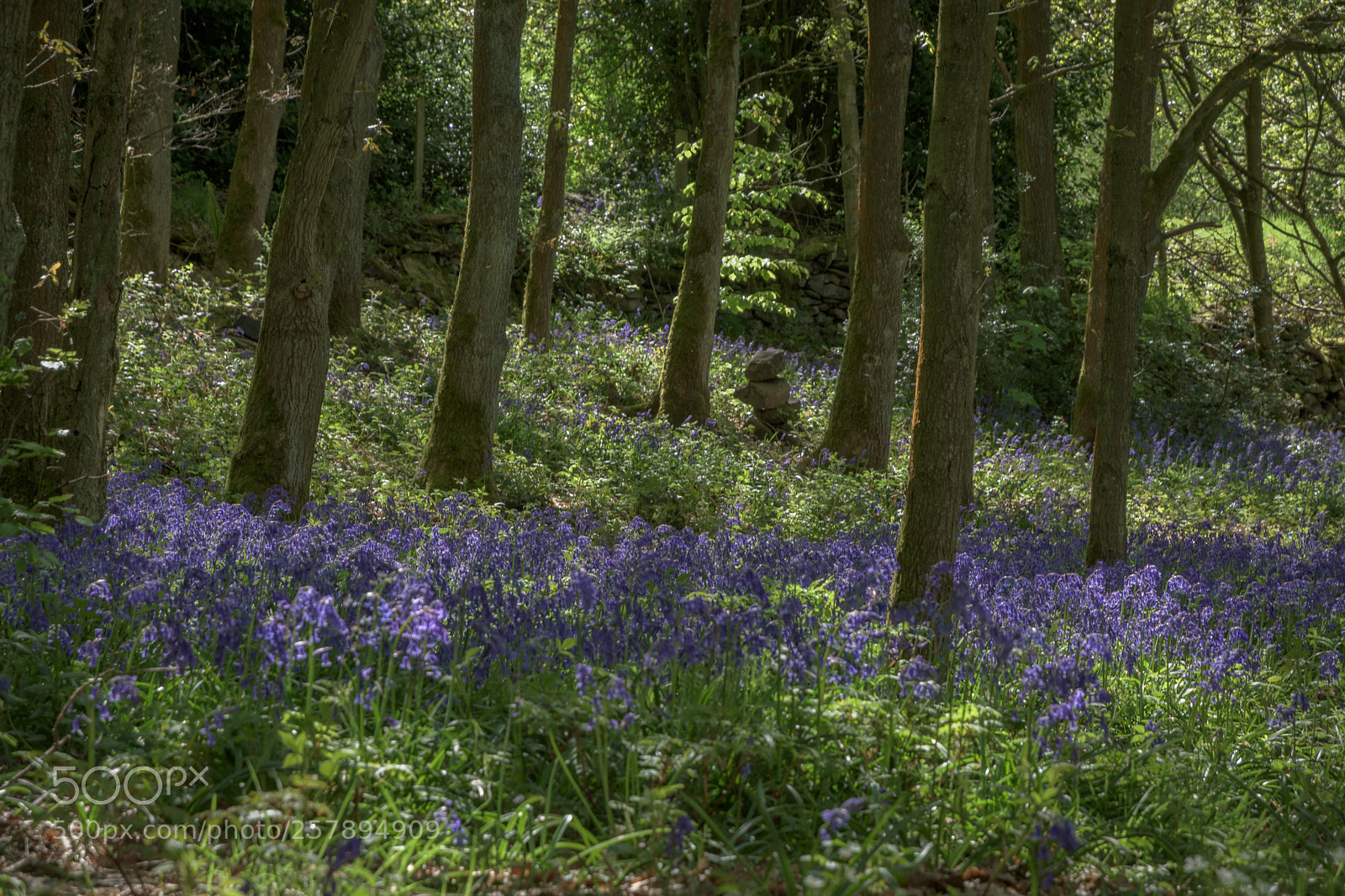 Nikon D7200 sample photo. Bluebells, carr wood, jackson photography