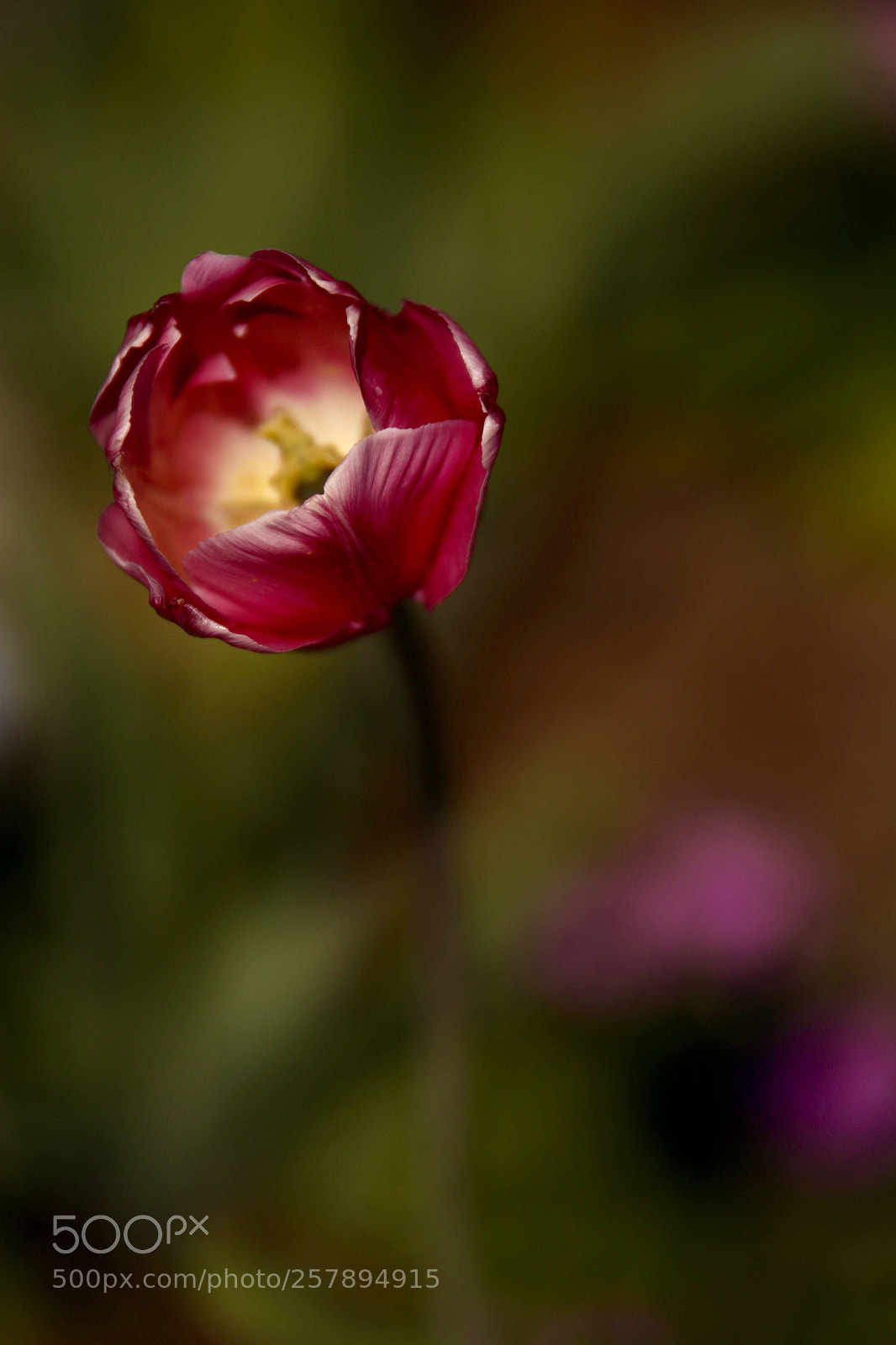 Canon EOS 6D sample photo. Untitled photography