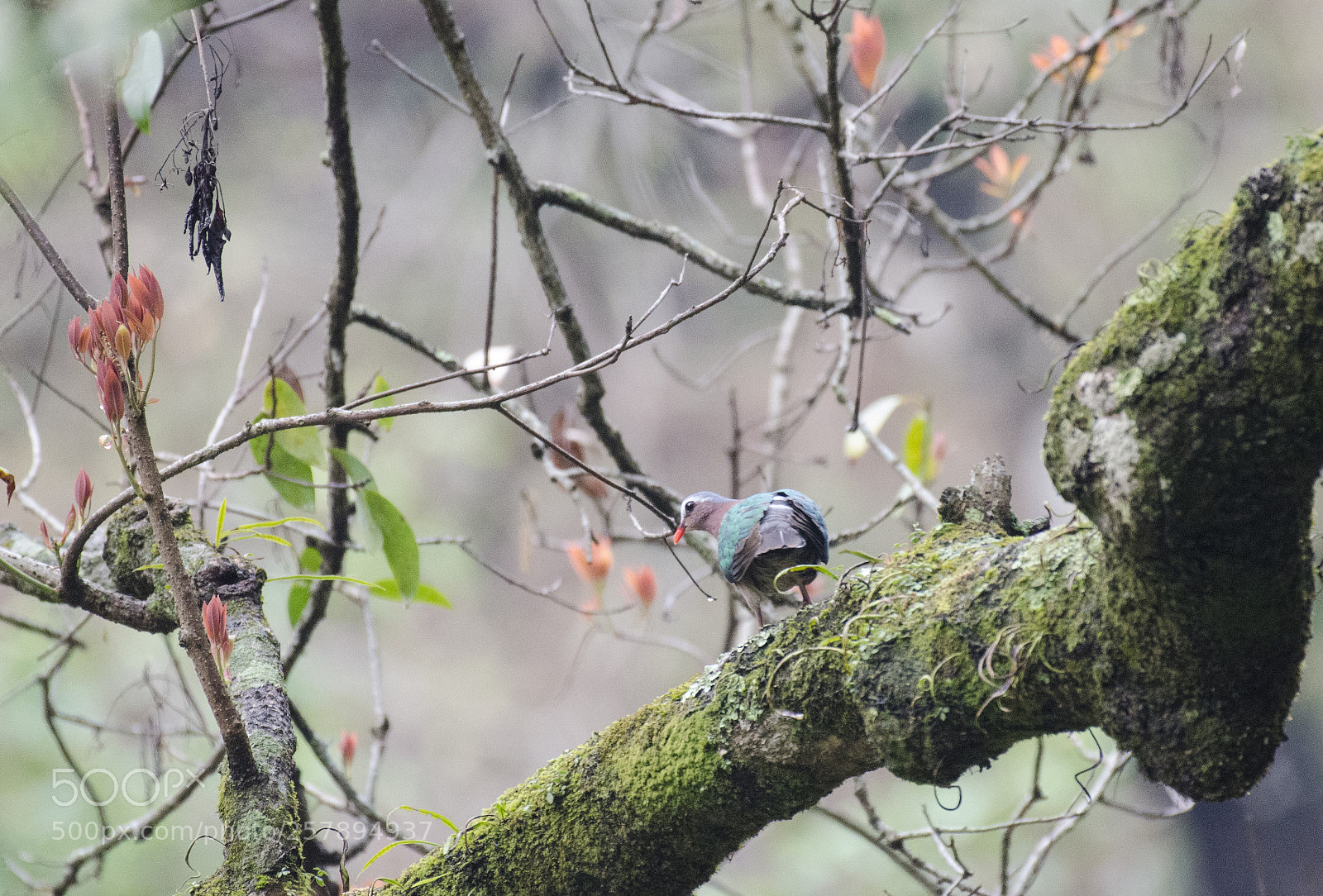 Nikon D5100 sample photo. Emerald dove in habitat photography