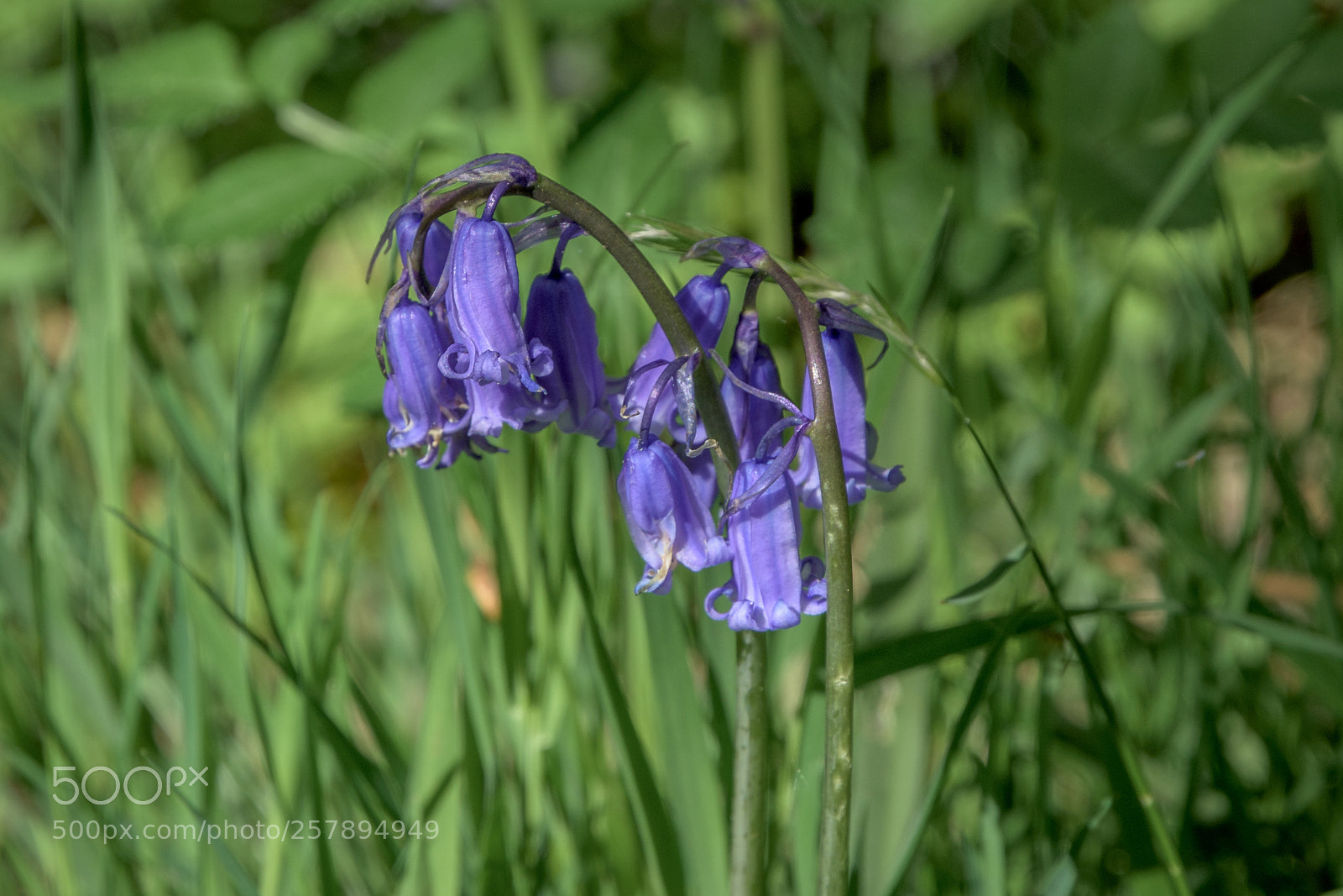 Nikon D7200 sample photo. Bluebells, carr wood, jackson photography