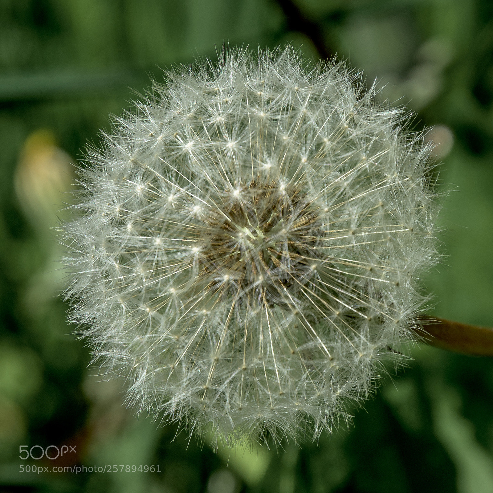 Nikon D7200 sample photo. Dandelion, carr wood, jackson photography