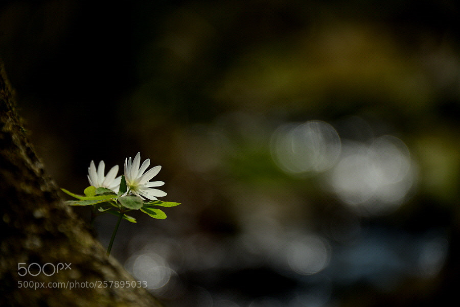 Nikon D800 sample photo. Flowers grown by the photography
