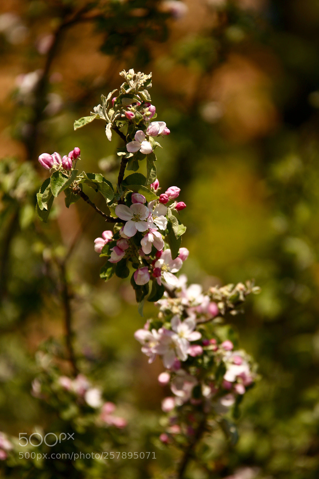 Canon EOS 6D sample photo. The spring flowers  photography