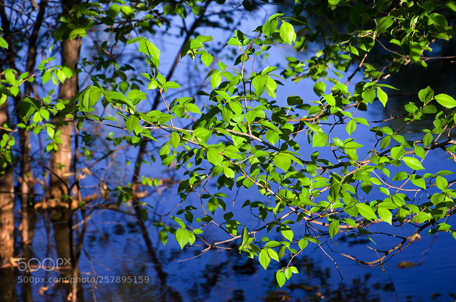 Nikon D7000 sample photo. Green on blue. Зеленое на синем. photography