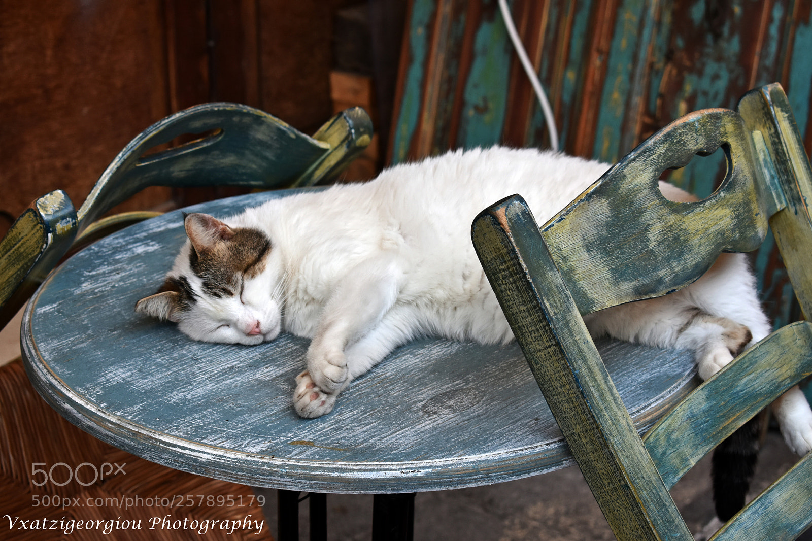Nikon D3400 sample photo. Cats photography