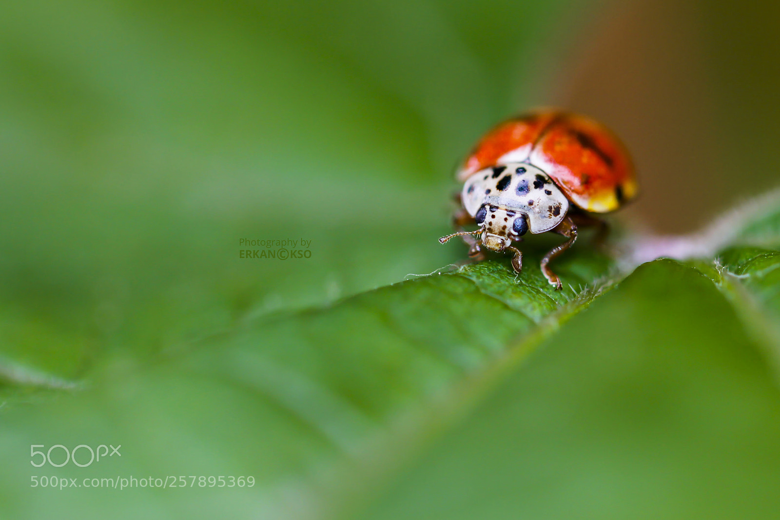 Canon EOS 650D (EOS Rebel T4i / EOS Kiss X6i) sample photo. Ladybug photography