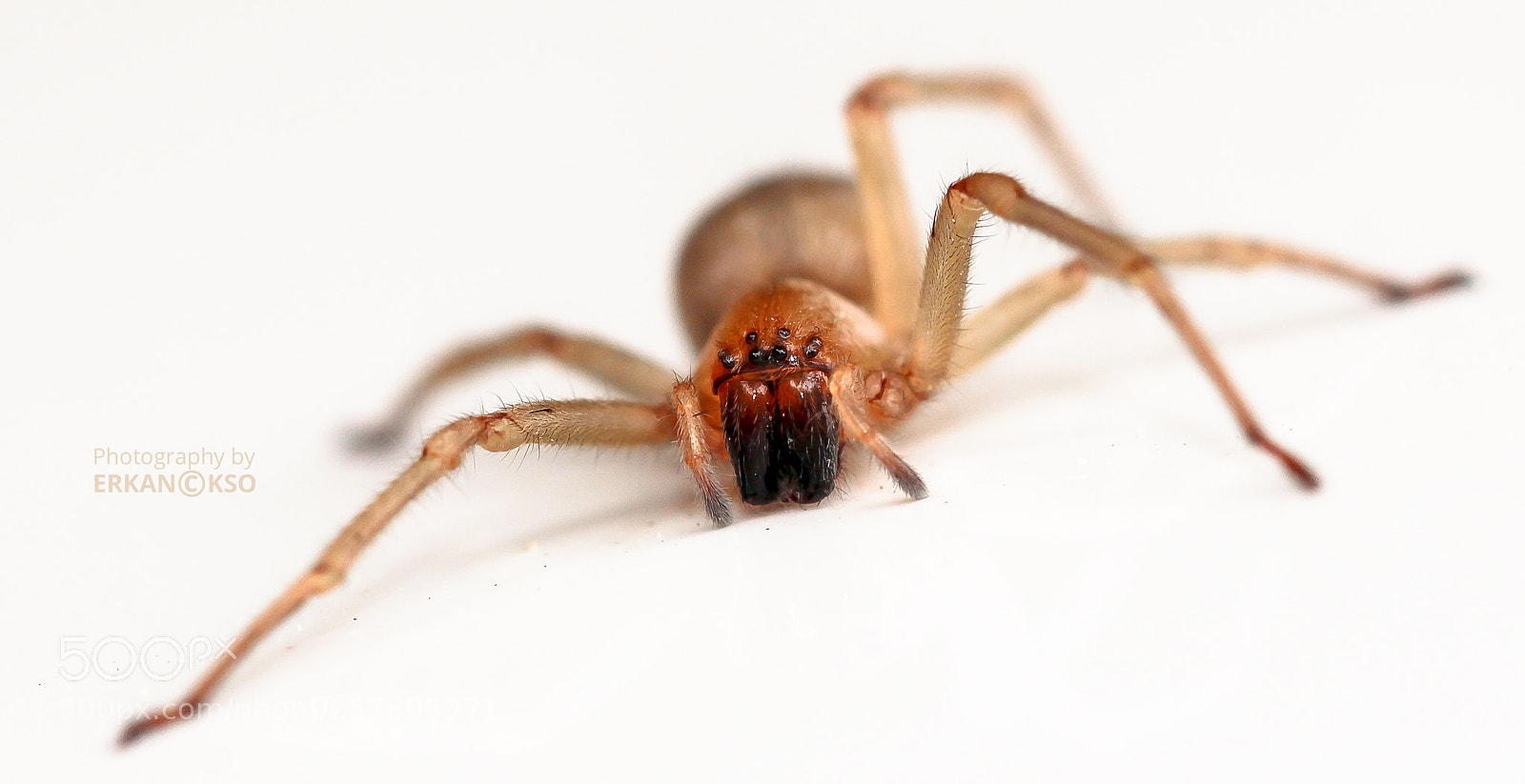 Canon EOS 650D (EOS Rebel T4i / EOS Kiss X6i) sample photo. Spider photography
