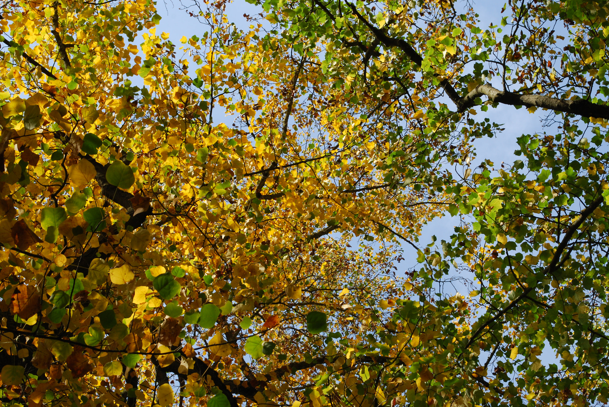 Nikon D60 sample photo. Symphonie jaune et verte photography