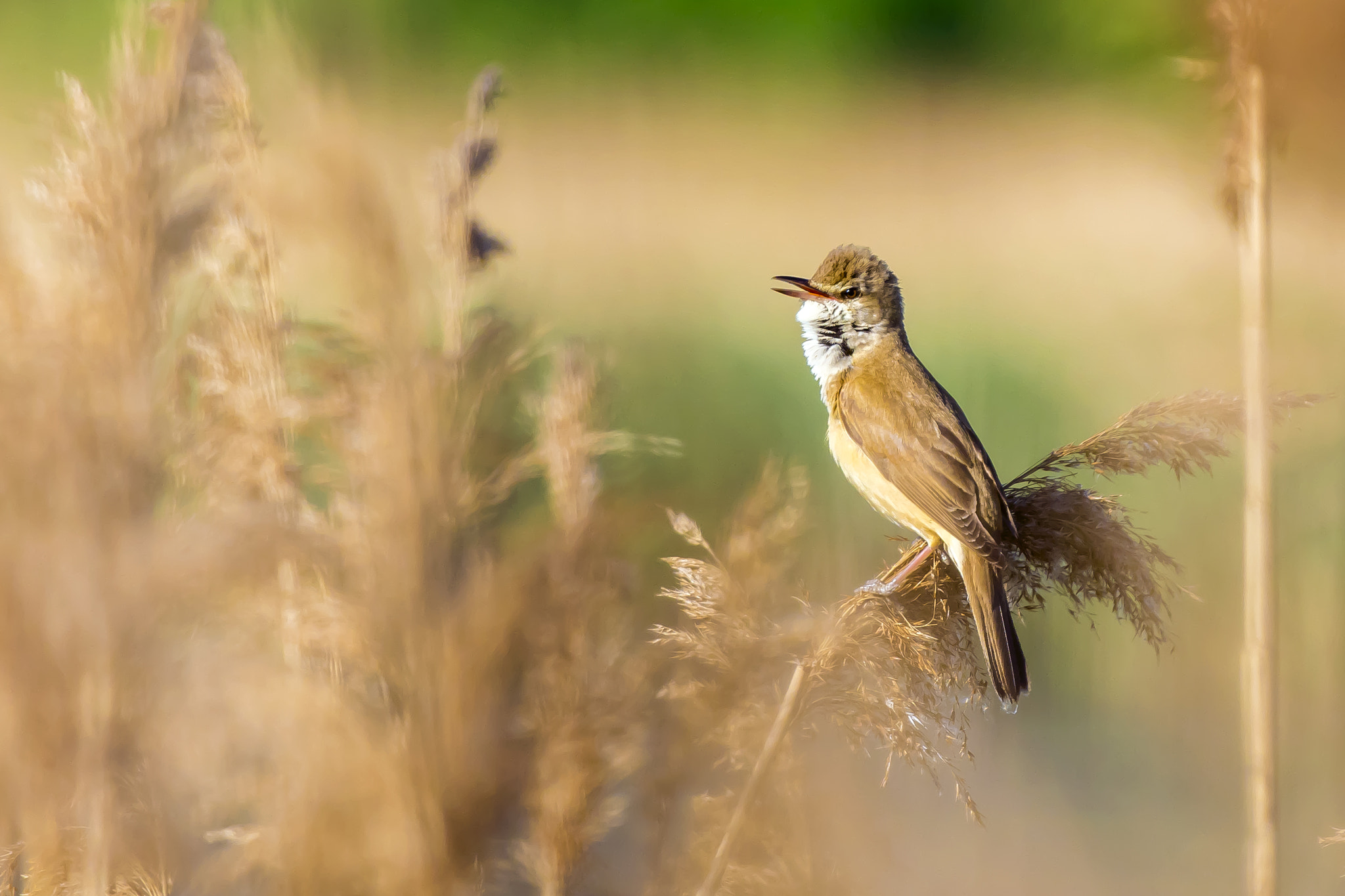 Pentax KP sample photo. Great reed warbler photography