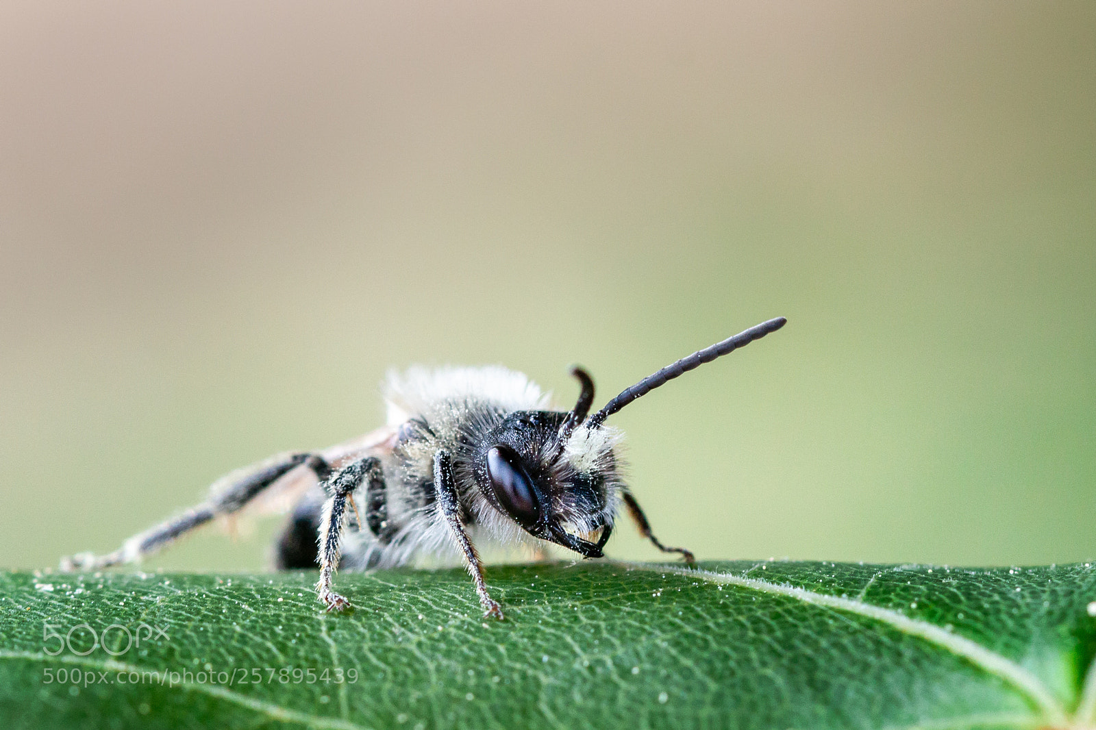 Canon EOS 70D sample photo. Wasp on a leaf photography