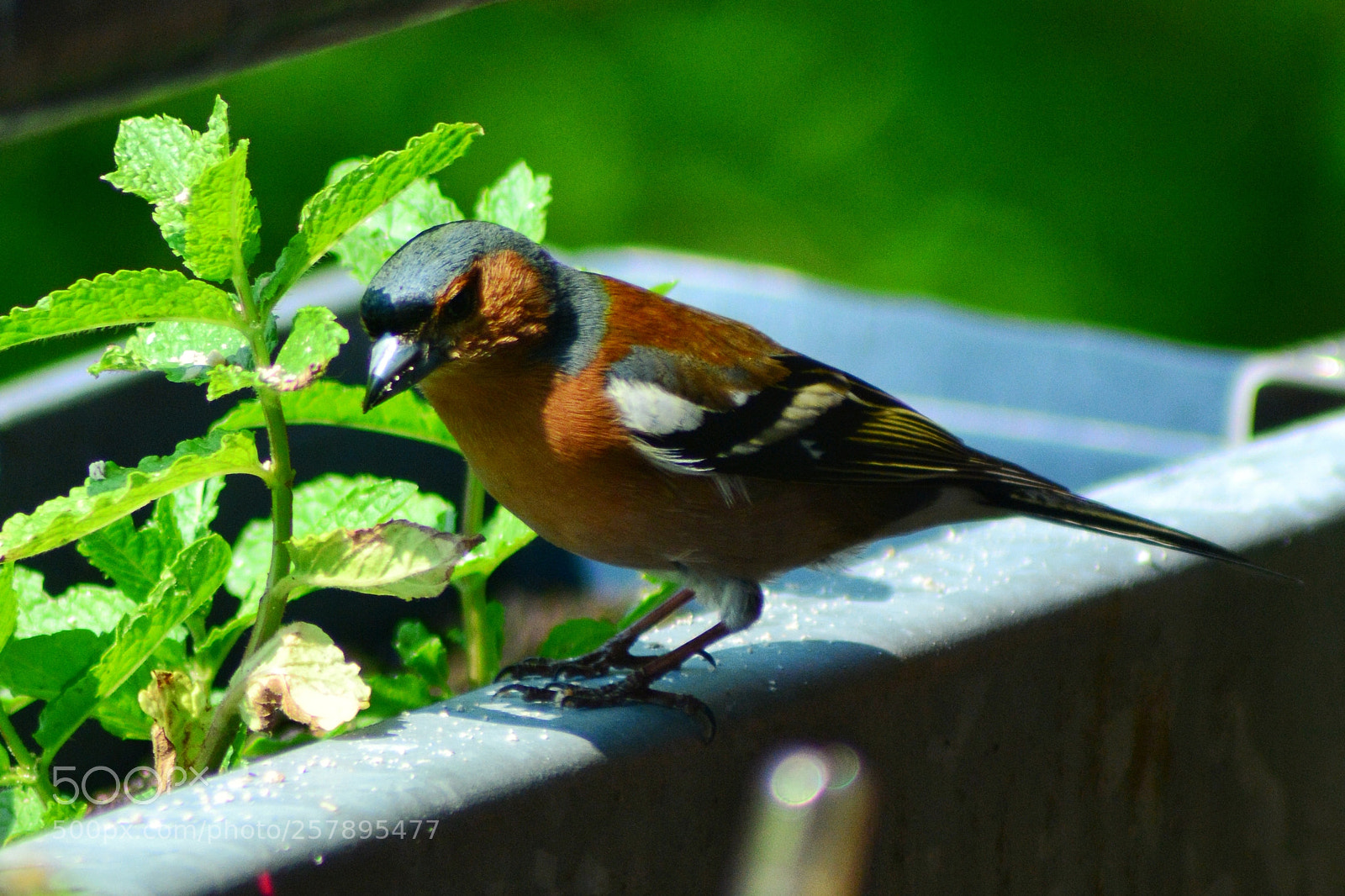 Nikon D5200 sample photo. Buchfink photography