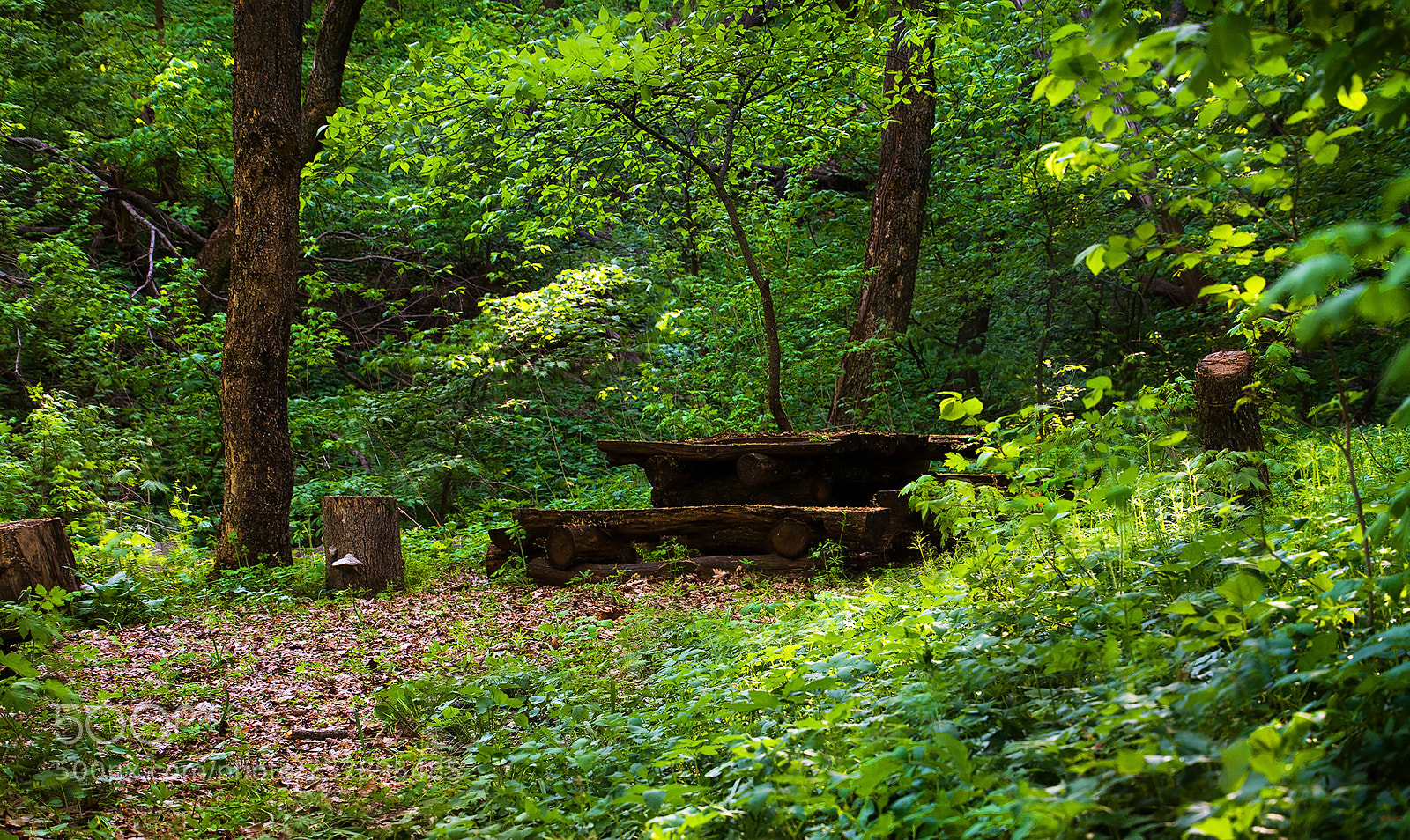 Nikon D7000 sample photo. Furniture in the forest.) Мебель в лесу.) photography