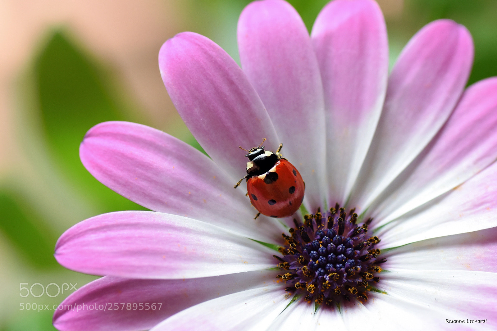 Nikon D7200 sample photo. At repose... photography
