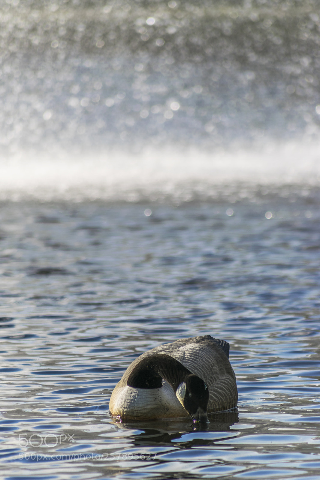 Nikon D3300 sample photo. Swan lake photography