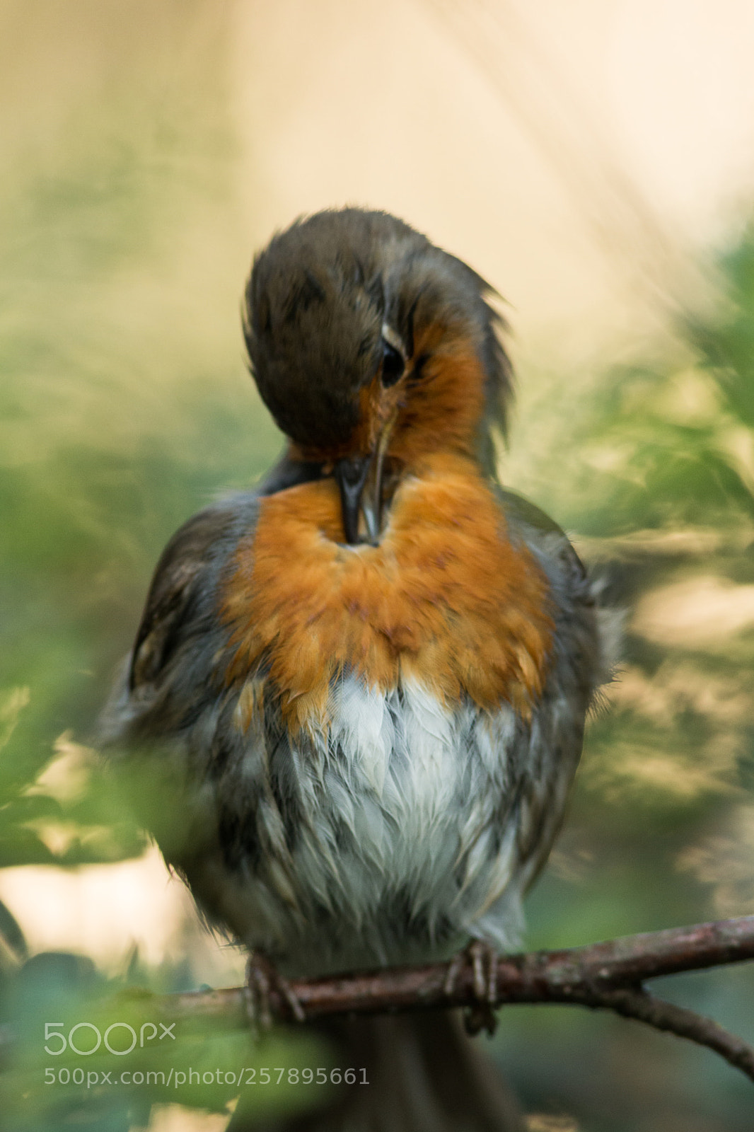 Canon EOS 70D sample photo. Rotkehlchen (erithacus rubecula) photography