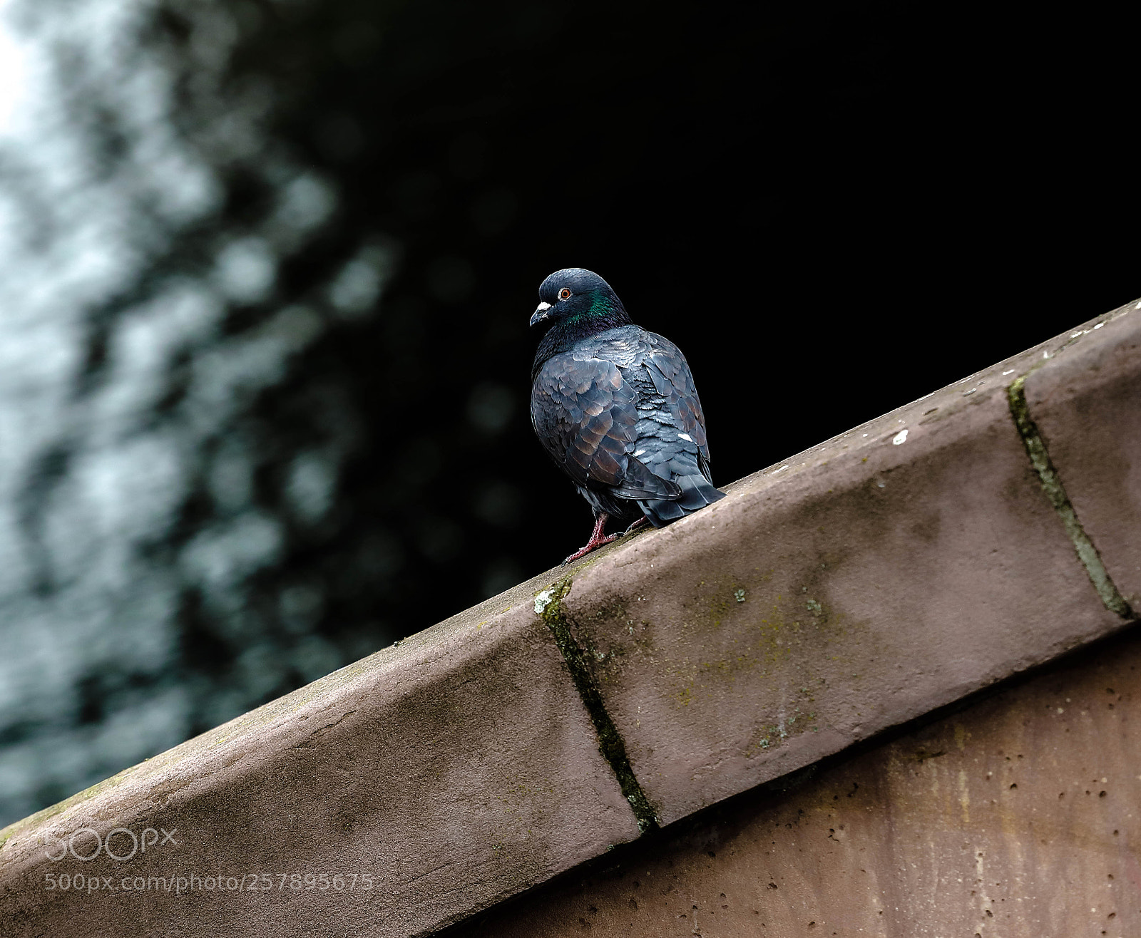 Canon EOS 5D Mark IV sample photo. Petit regard photography