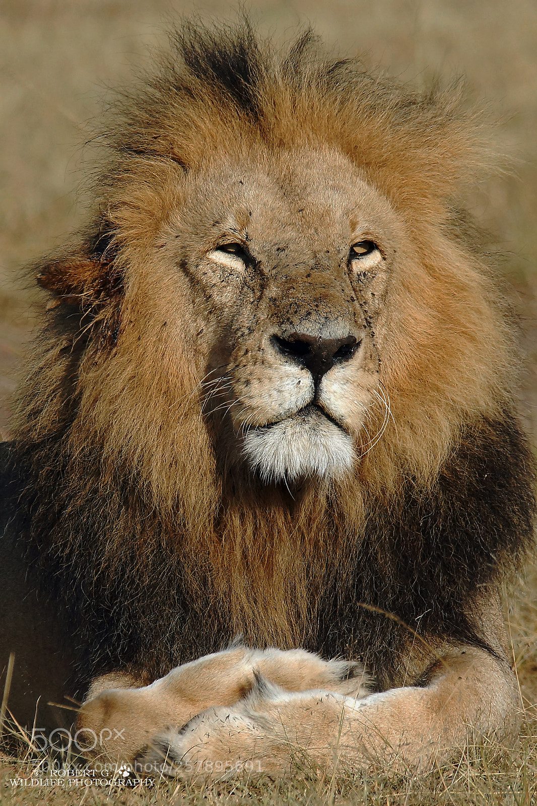 Sony SLT-A77 sample photo. Lion portrait photography