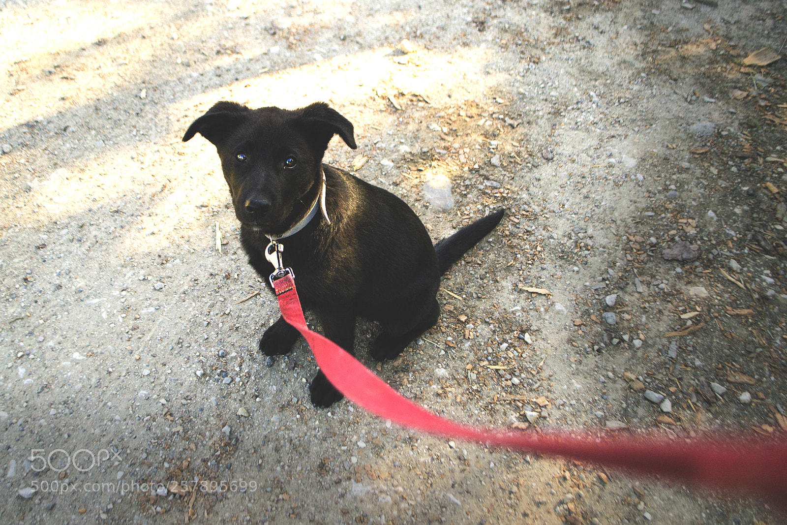Nikon D3100 sample photo. My new doggo photography