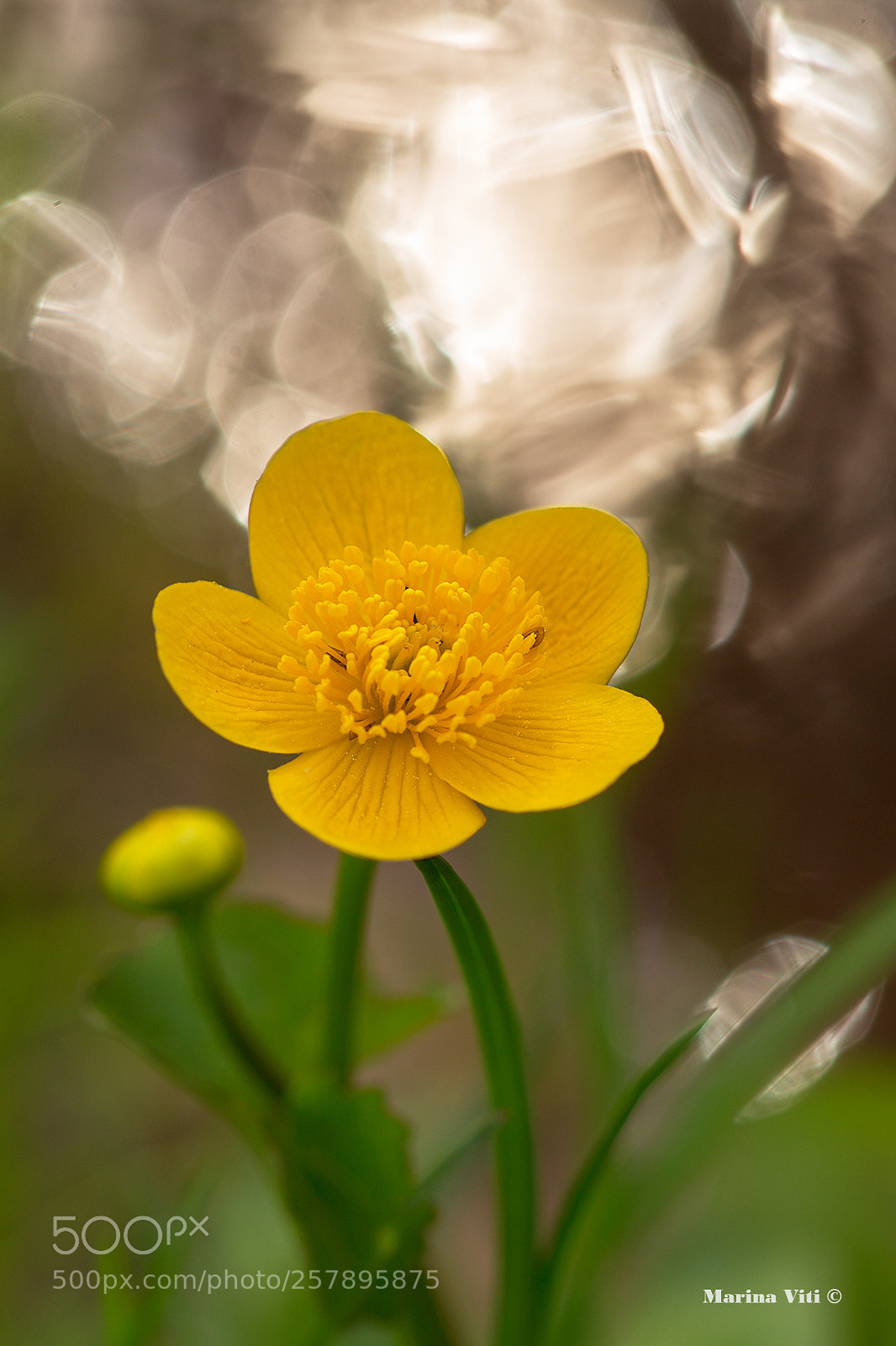 Canon EOS 6D sample photo. Glowing flower photography