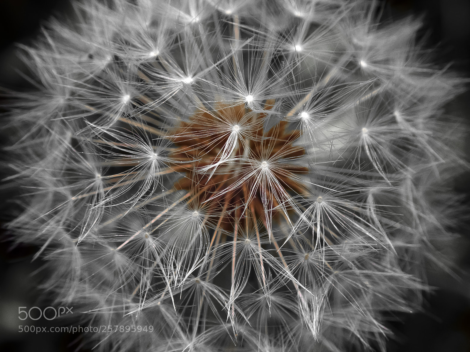 Olympus TG-5 sample photo. Diente de leon photography