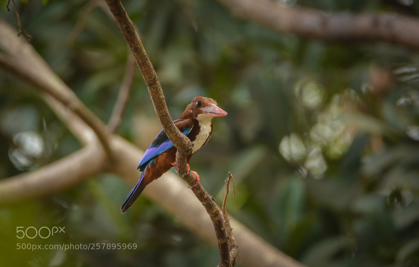 Nikon D7100 sample photo. Kingfisher photography