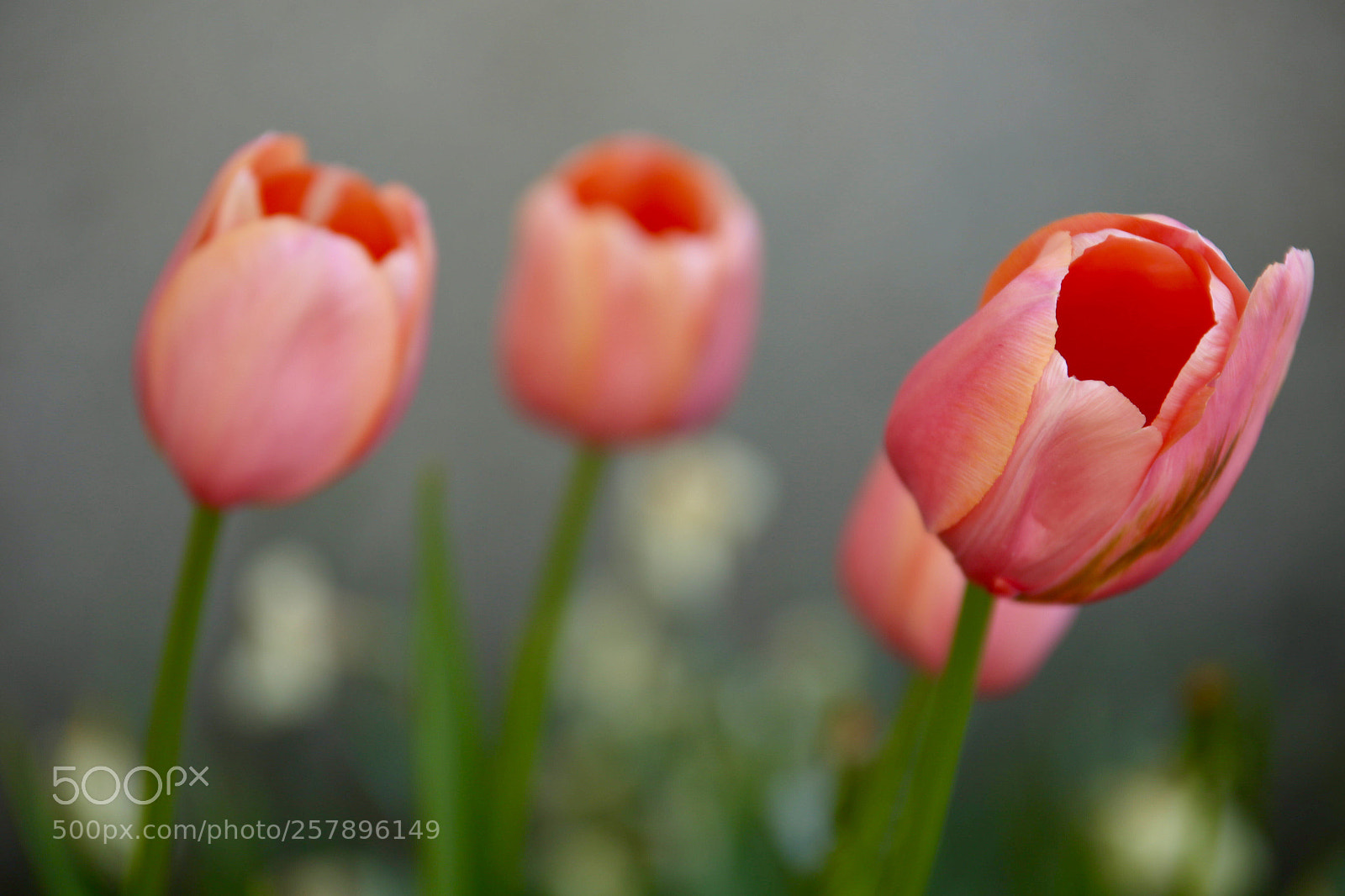 Canon EOS 6D sample photo. Untitled photography