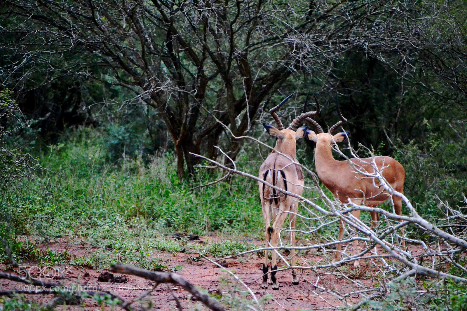 Nikon D3100 sample photo. Couple of impalas turning photography