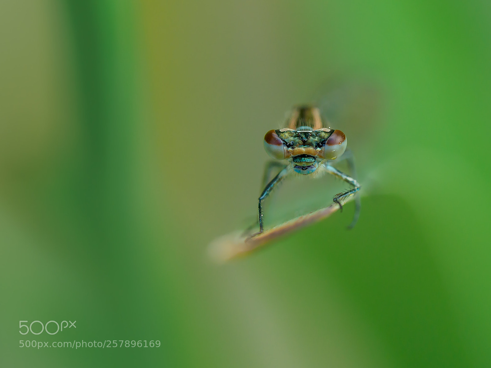 Olympus OM-D E-M1 Mark II sample photo. Damselfly portrait photography